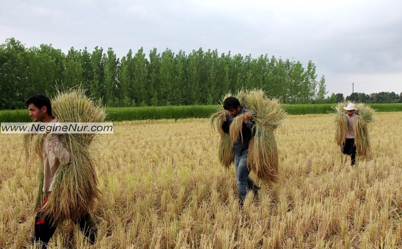 تصویری زیبا از شالیزار و شالیکار هایی که مشغول برداشتند.